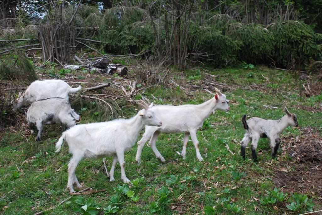 Farm Stay Dolinar Krainer Bohinjska Bela Δωμάτιο φωτογραφία