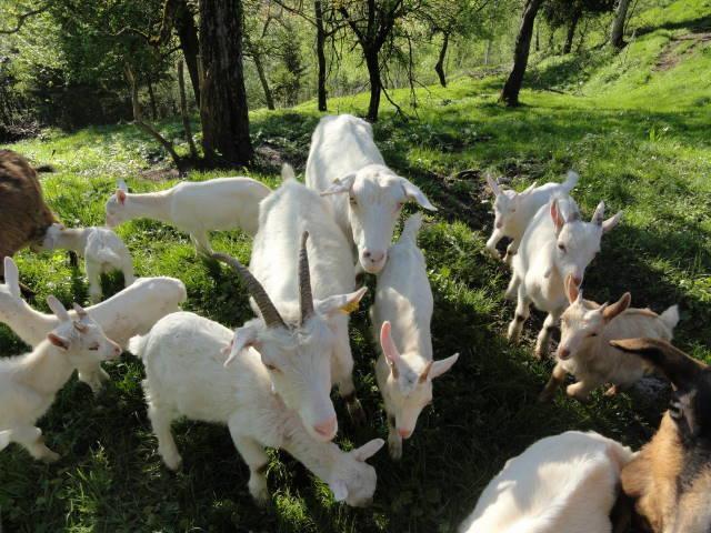 Farm Stay Dolinar Krainer Bohinjska Bela Εξωτερικό φωτογραφία